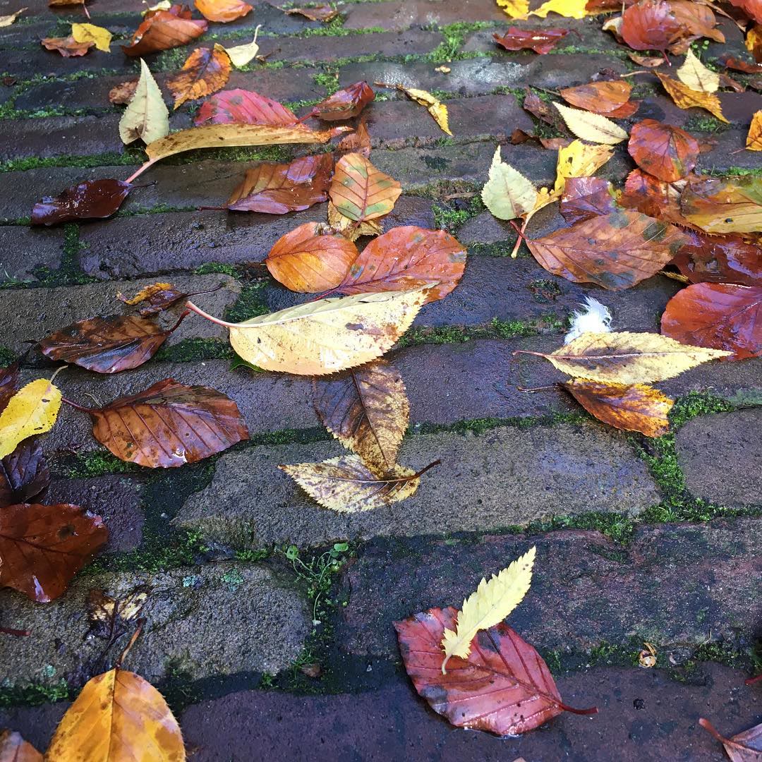 Wet autumn leaves on a brick street