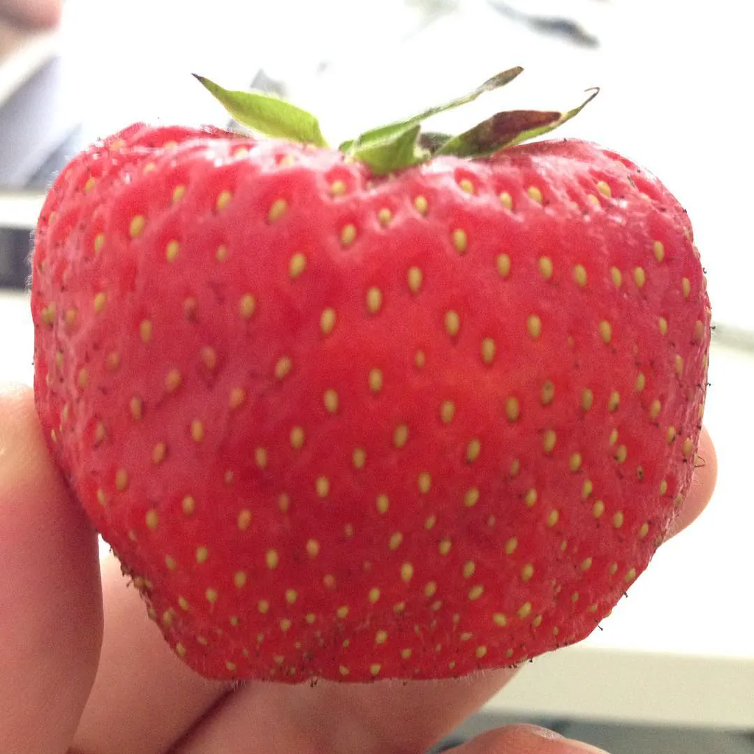 Una mano sosteniendo una frutilla enorme