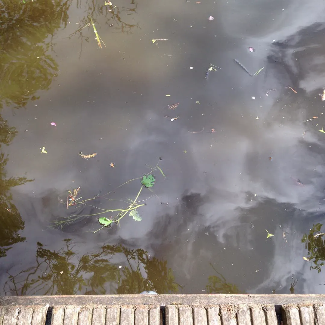 Leaves and small plants floating on a still canal in Giethoorn