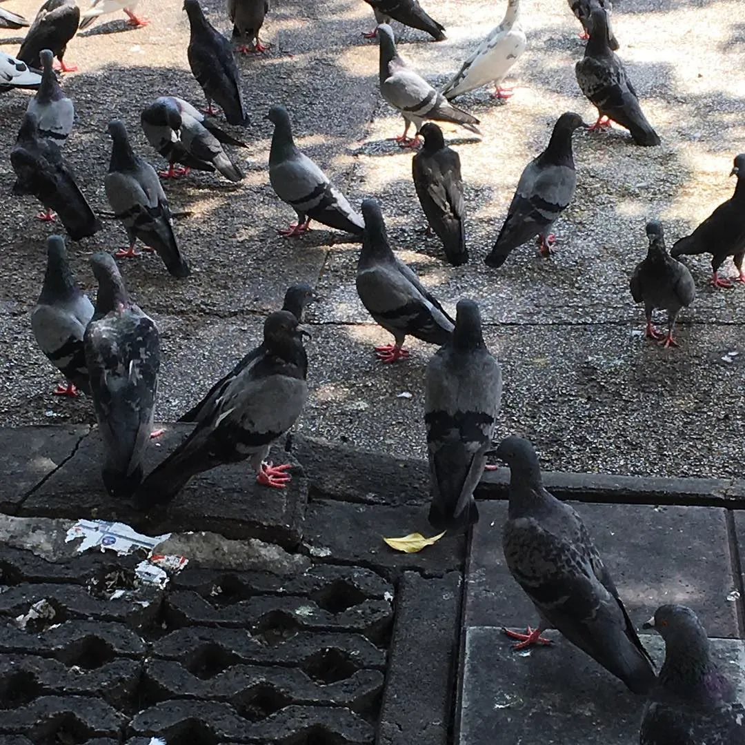 A crowd of pigeons gathered on the pavement