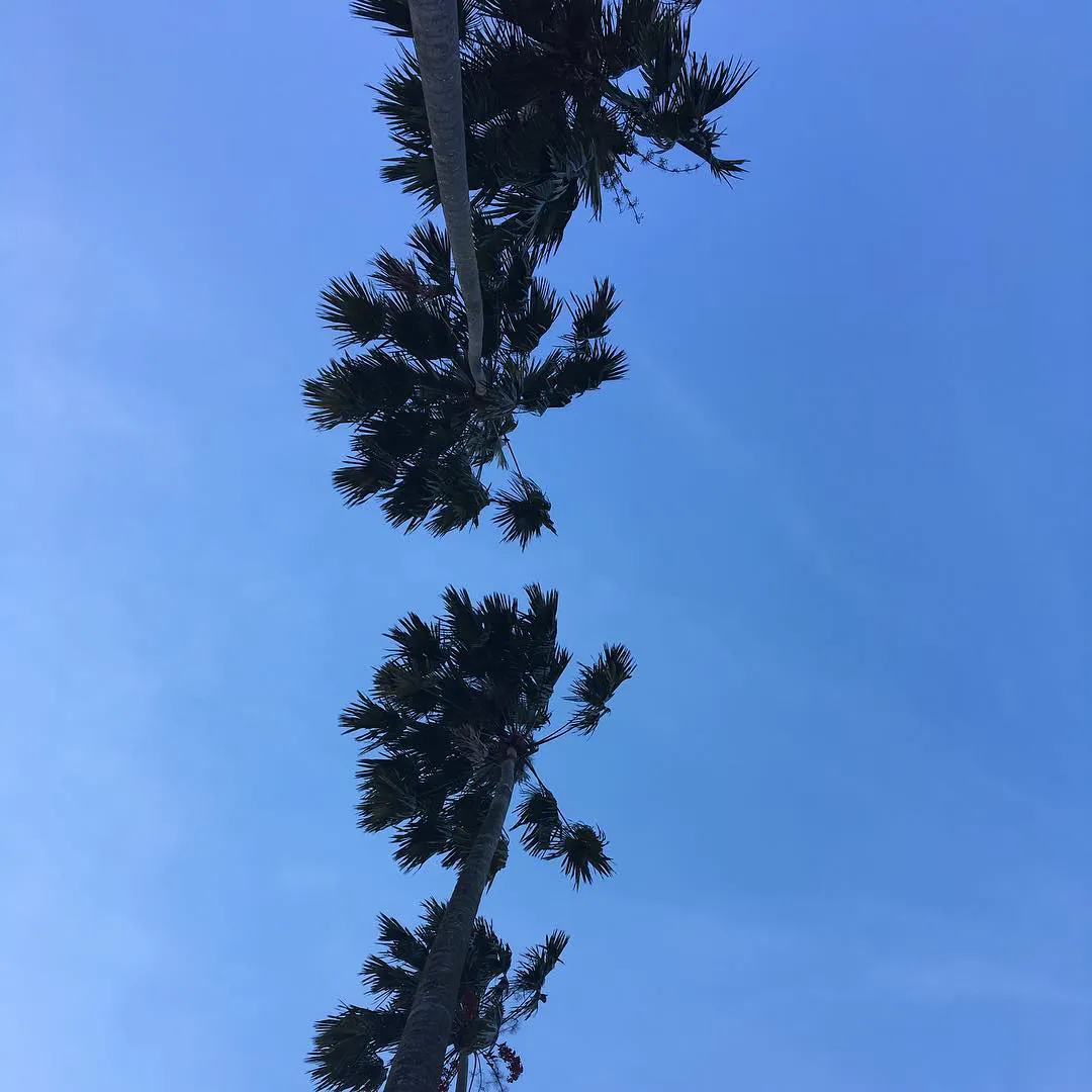Palm trees against a clear blue sky, seen from below